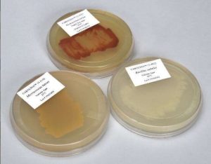 CULTIVO DE BACTERIAS EN PLACA, INTRODUCTORIO. #154756 CAROLINA BIOLOGICAL.