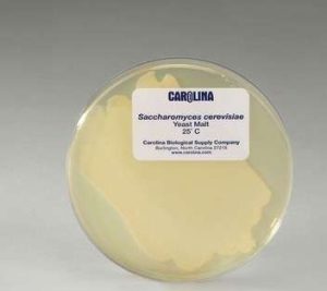 BACTERIA SACCHAROMYCES CEREVISIAE, #156252 CAROLINA BIOLOGICAL.