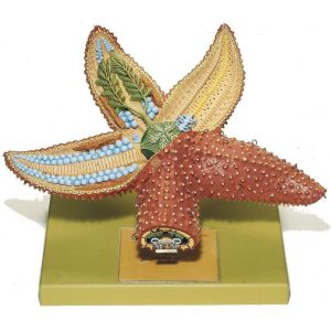 MODELO DIDACTICO ESTRELLA DE MAR 564305 CAROLINA BIOLOGICAL