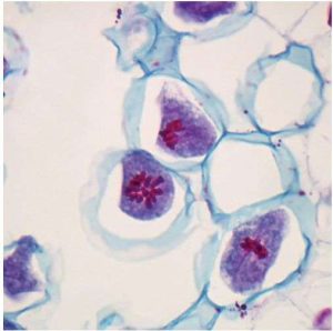 LAMINA FIJA DE LILY ANTER FIRST MEIOTIC DIVISON #304562