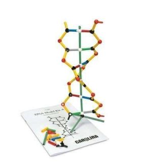 3D DNA MODEL #211120 CAROLINA BIOLOGICAL