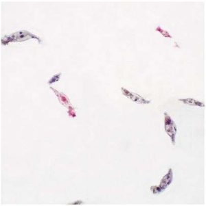 LAMINA FIJA ROTIFERS WM 306850