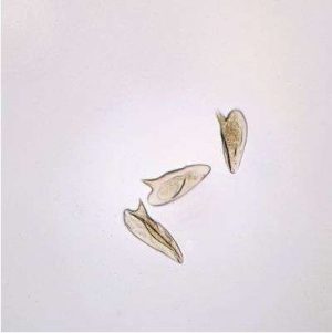 LAMINA FIJA SCHISTOSOMA MANSONI OVA WM