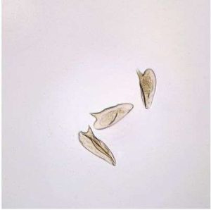 LAMINA FIJA SCHISTOSOMA MANSONI MACHO WM 306502