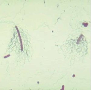 LAMINA FIJA BACTERIAL STRUCTURES #292702