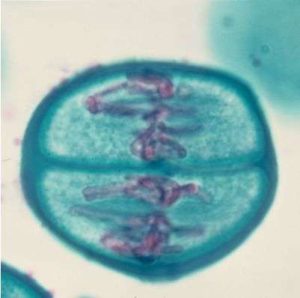 MITOSIS Y MEIOSIS 308826 LAMINA PARA MICROSCOPIO