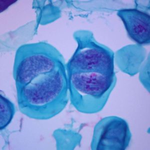 LAMINA MEIOSIS BASICA 308825 CAROLINA BIOLOGICAL