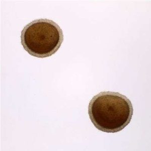 LAMINA FIJA GEMMULES WM 305962