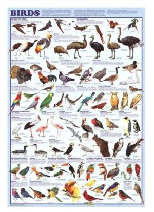 PÓSTER EDUCATIVO DE AVES DE CIENCIA (24 X 36 PULGADAS)