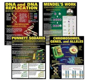 MCDONALD PUBLISHING DNA & HEREDITY - JUEGO DE PÓSTERES (P128) DE 17 X 22 PULGADAS