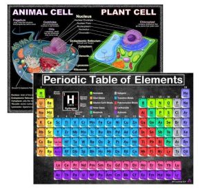 TABLAS CIENTÍFICAS DE TABLAS PERIÓDICAS Y CÉLULAS, LAMINADAS DE 14 X 19.5 PULGADAS, DECORACIONES EDU