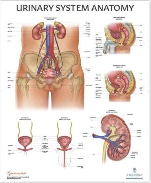 POSTER ANATOMY LAB PÓSTER DE ANATOMÍA DEL SISTEMA URINARIO HUMANO, LAMINADO, ANATOMÍA Y FISIOLOGÍA