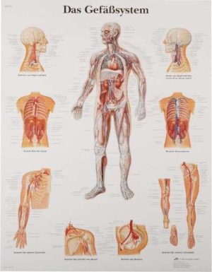 POSTER SISTEMA VASCULAR ANATOMICO 3B SCIENTIFIC VR3353L