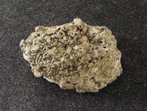 MUESTRA DE MANO DE CONGLOMERADO 470025-964 VWR SCIENTIFIC