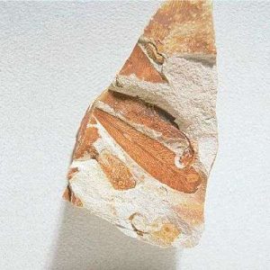 ESPECIMEN DE GLOSSOPTERIS 470027-546 VWR SCIENTIFIC