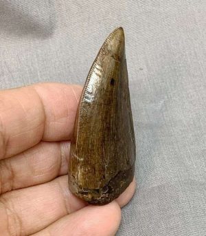 DIENTE DE TIRANOSAURIO REX 470100-730 VWR SCIENTIFIC