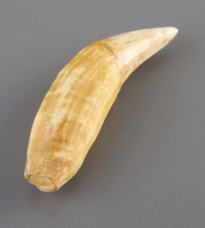 MUESTRA DIENTE DE URSUS SPELAEUS 470154-774 VWR SCIENTIFIC