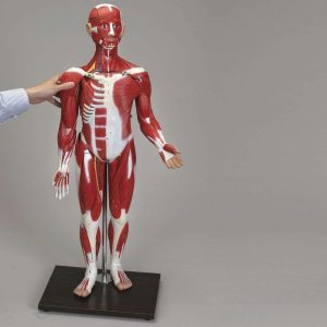 MODELO HUMANO DE ANATOMIA MUSCULAR 566645 CAROLINA BIOLOGICAL